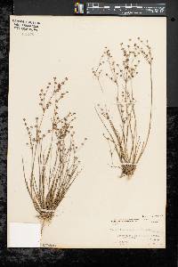 Juncus brachycephalus image