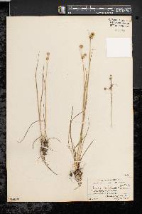 Juncus scirpoides image