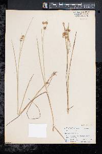 Juncus nodosus image