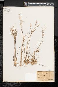 Juncus pelocarpus image