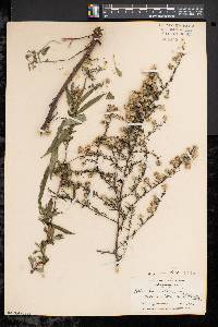 Symphyotrichum pilosum var. pilosum image