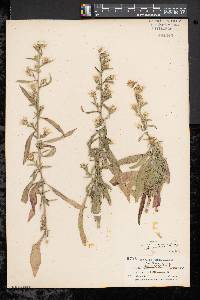 Symphyotrichum pilosum var. pilosum image