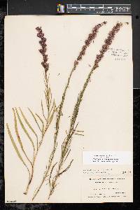 Liatris pilosa image