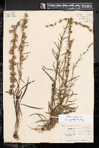 Liatris pilosa image