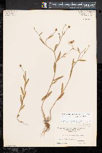 Boltonia asteroides image