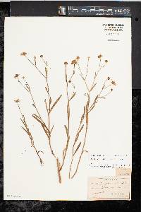 Boltonia asteroides image