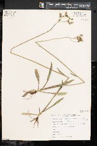 Hieracium piloselloides image