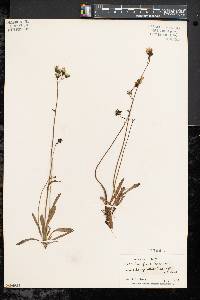 Hieracium piloselloides image