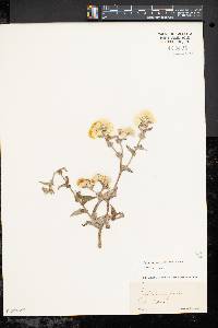 Helichrysum foetidum image