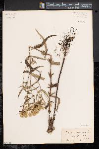 Eupatorium resinosum image