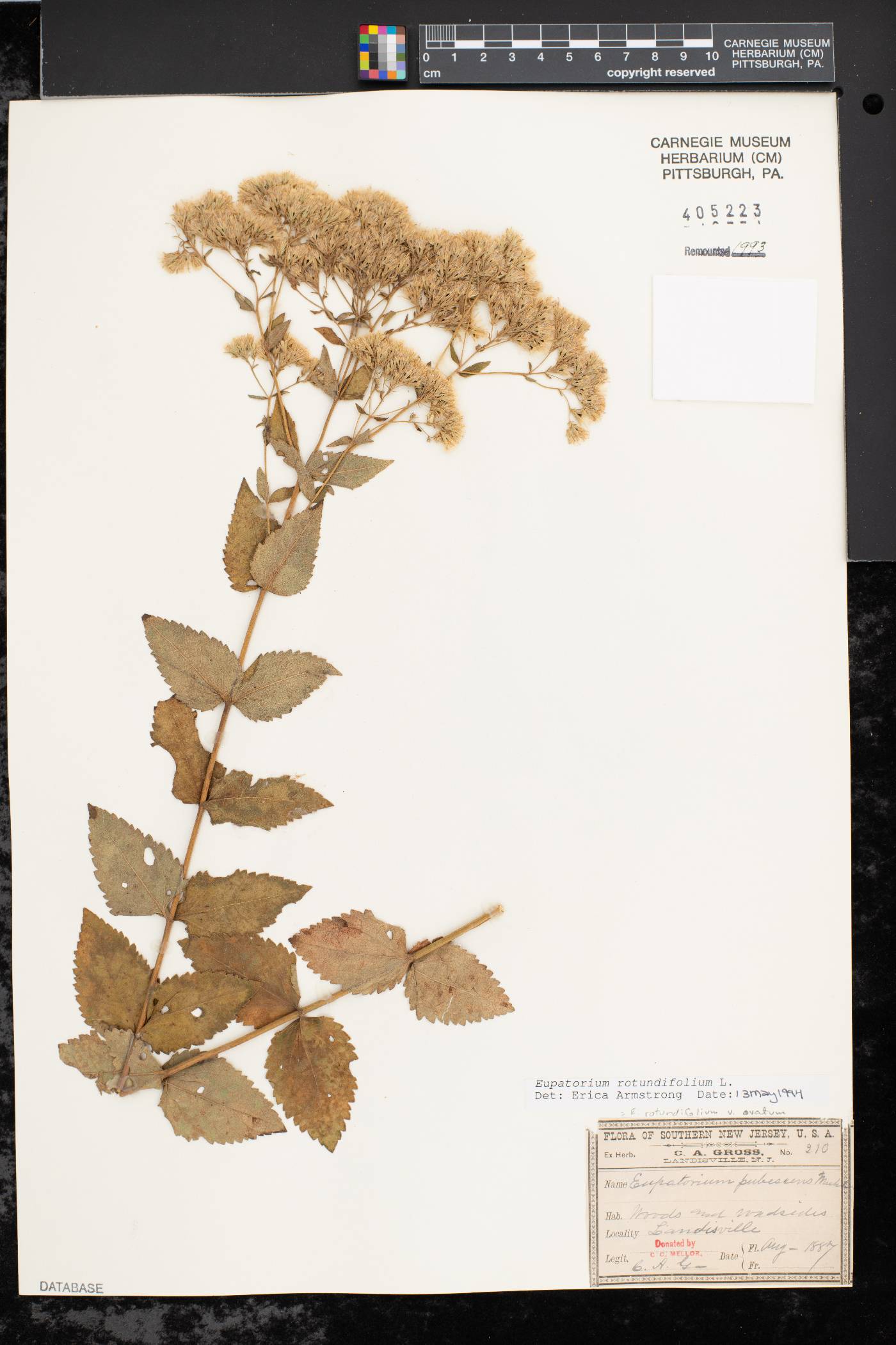 Eupatorium rotundifolium var. ovatum image