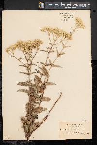 Eupatorium album image