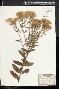 Eupatorium album image