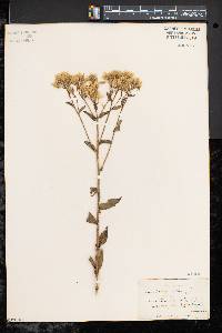 Eupatorium album image