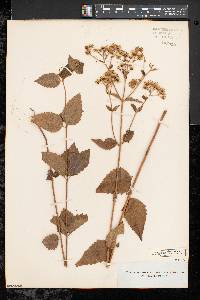 Eupatorium aromaticum image