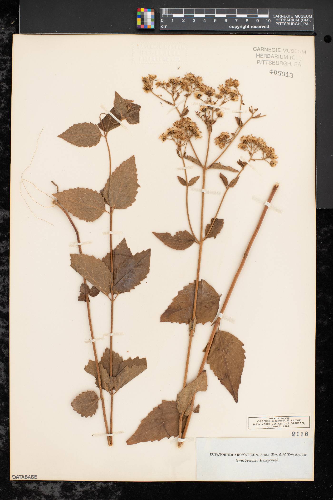 Eupatorium aromaticum image