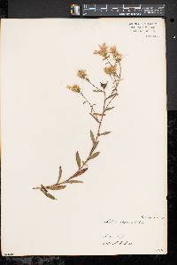 Aster spectabilis image