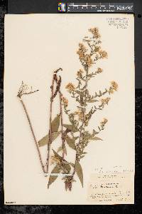 Symphyotrichum lanceolatum var. lanceolatum image