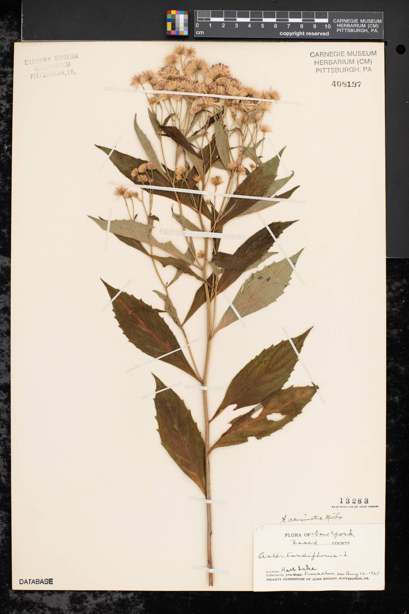 Aster acuminatus image