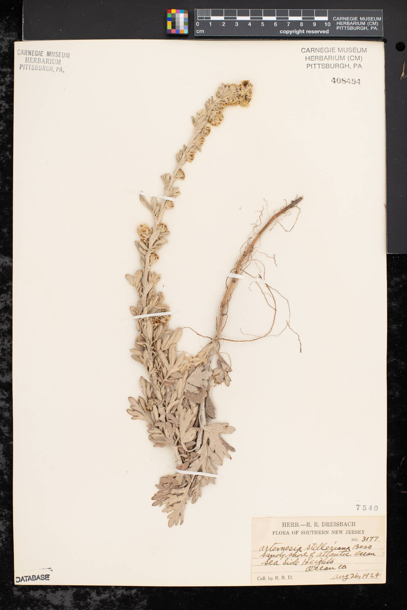 Artemisia stelleriana image