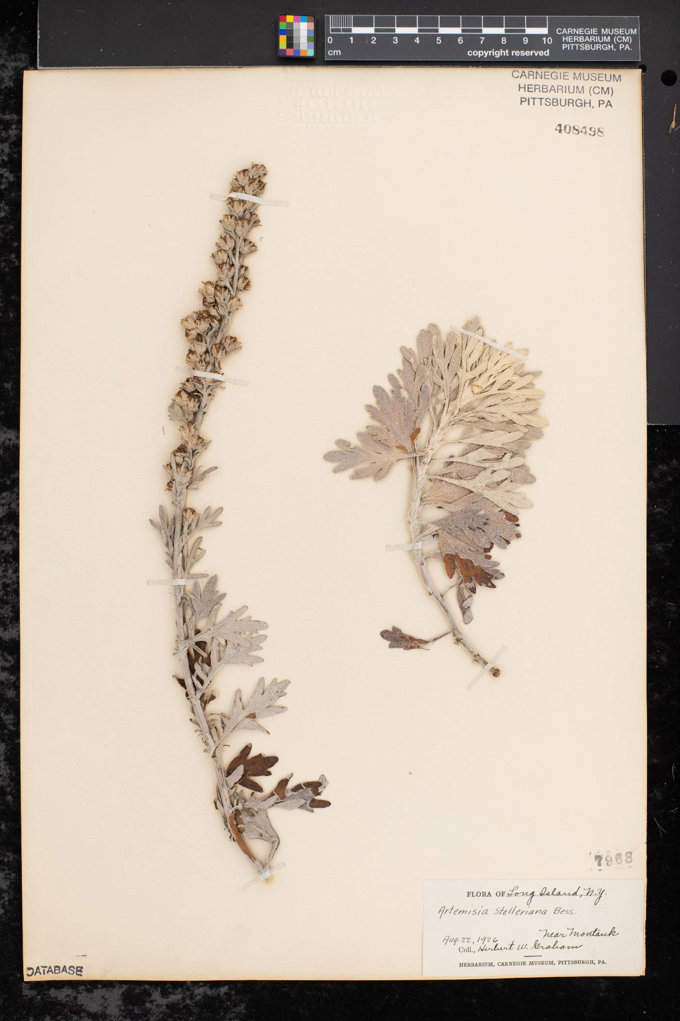 Artemisia stelleriana image