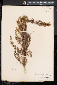 Artemisia campestris image