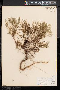 Artemisia campestris subsp. caudata image