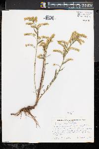 Solidago tortifolia image