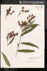 Vernonia noveboracensis image