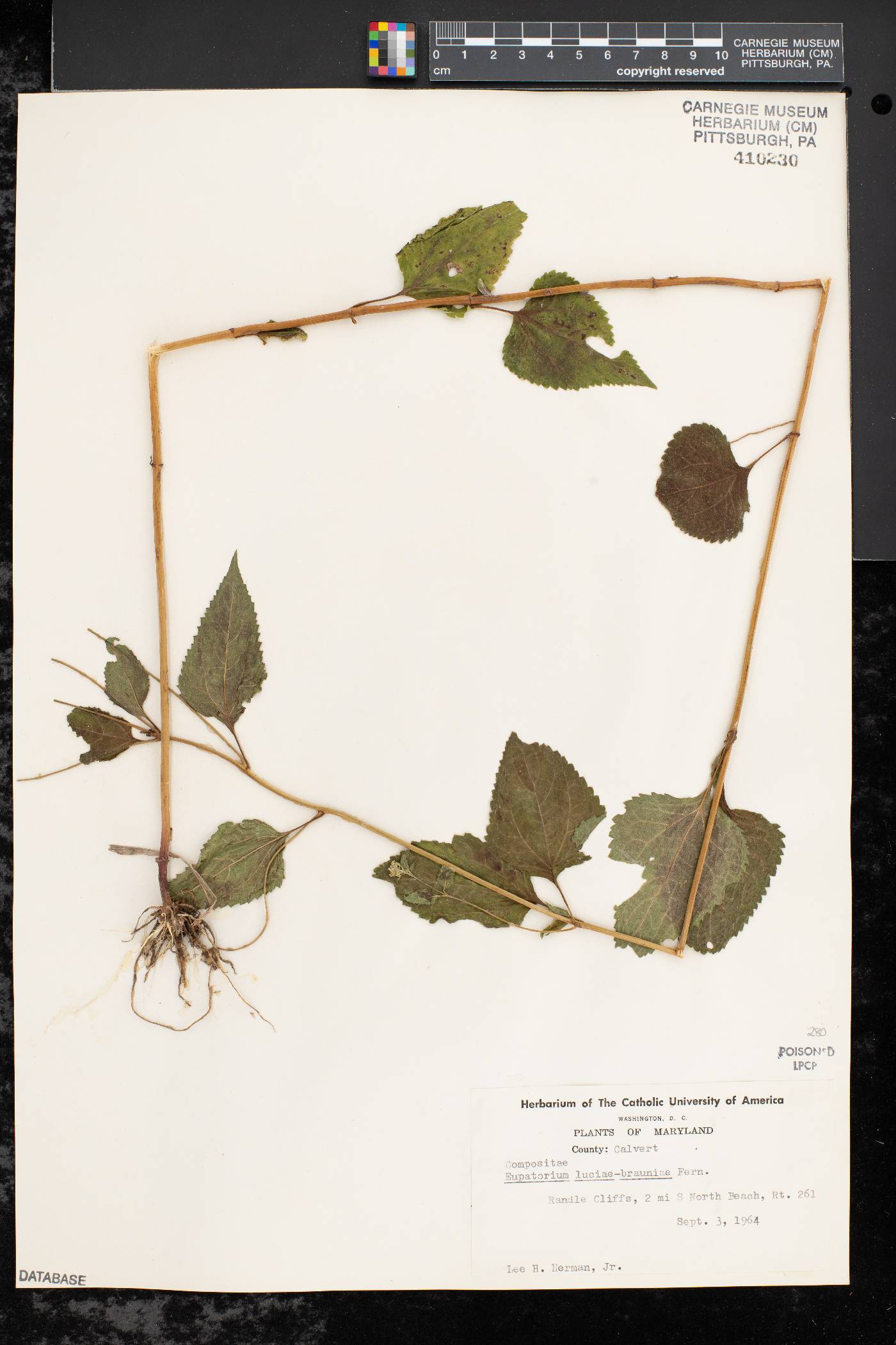 Eupatorium luciae-brauniae image