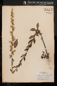 Solidago bicolor image