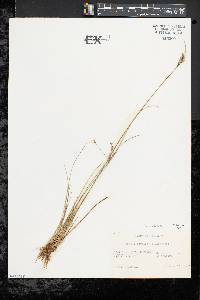 Juncus coriaceus image