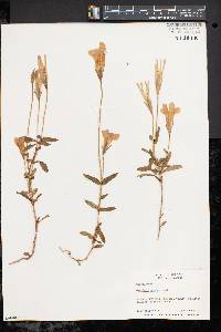 Gentiana procera image