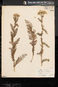 Achillea millefolium subsp. millefolium image