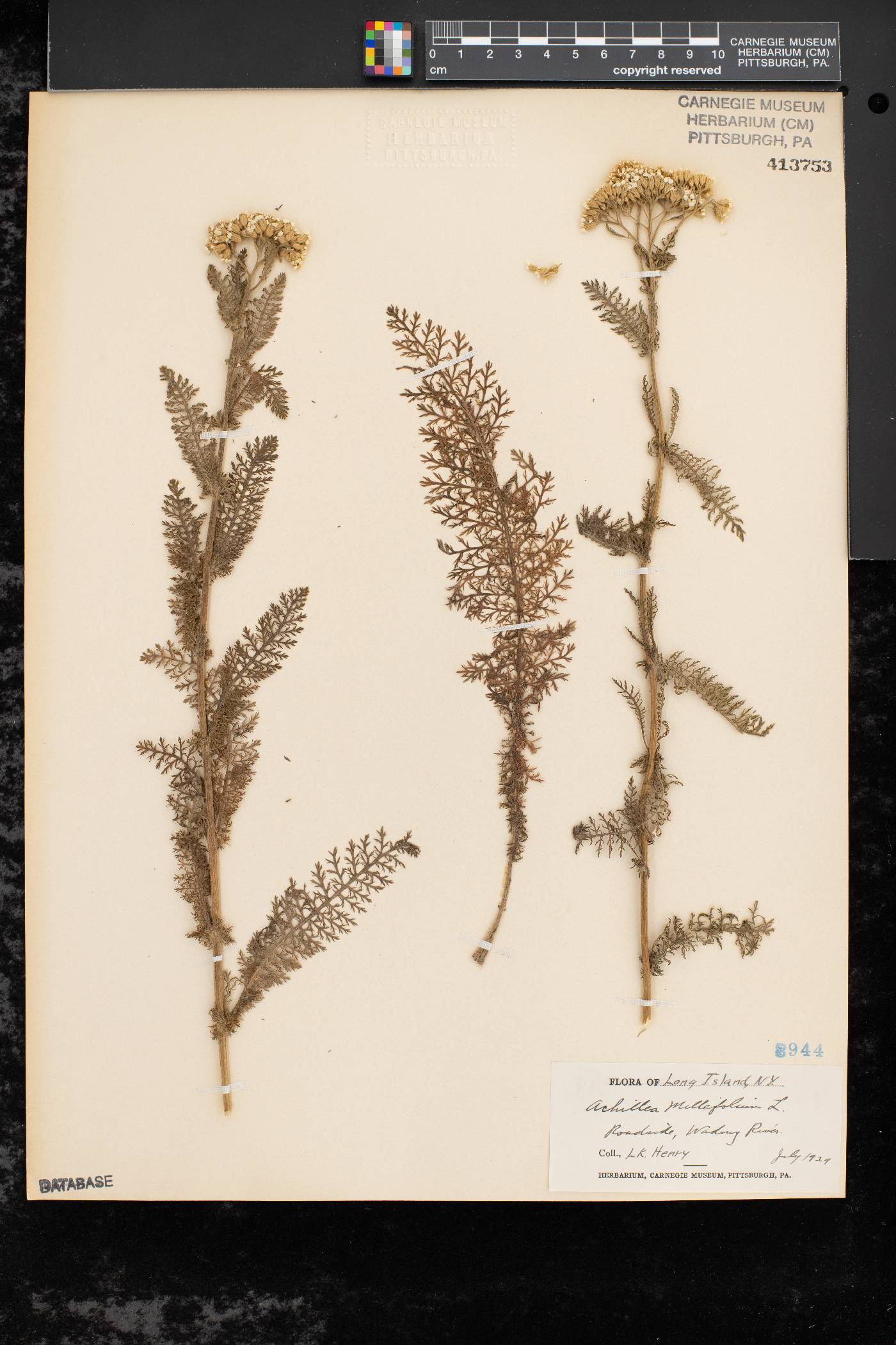 Achillea millefolium subsp. millefolium image