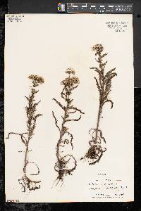 Achillea millefolium subsp. millefolium image