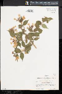 Kolkwitzia amabilis image