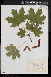 Acer platanoides image