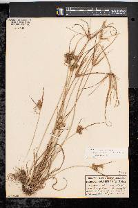 Cyperus retrorsus image