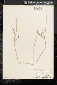 Juncus balticus subsp. balticus image