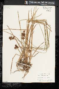 Juncus biflorus image