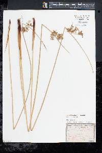 Juncus effusus var. solutus image