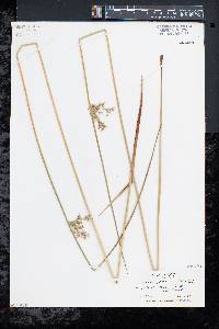 Juncus effusus var. solutus image