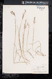 Juncus gerardii image