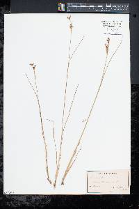 Juncus gerardii image