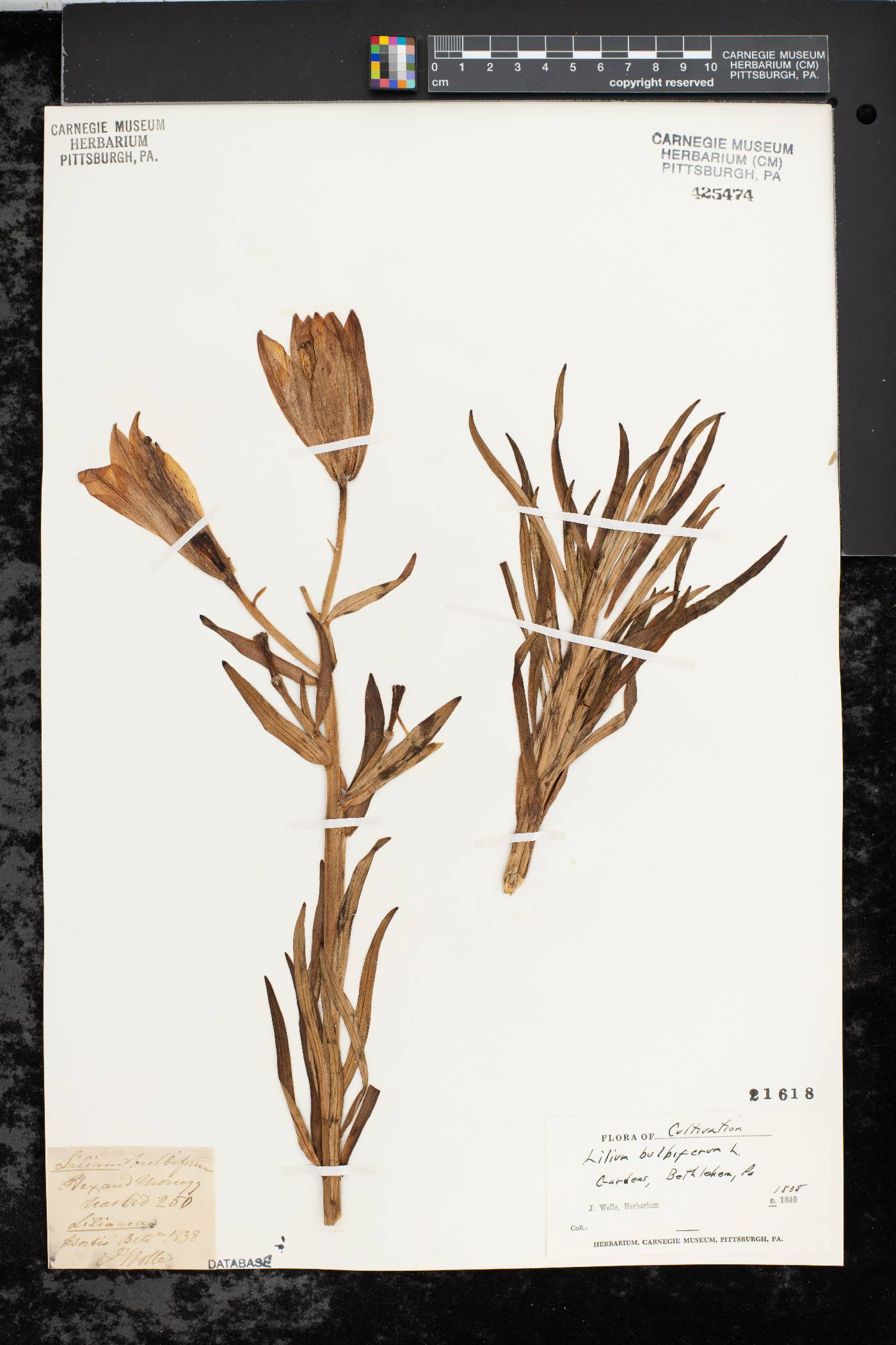 Lilium bulbiferum image