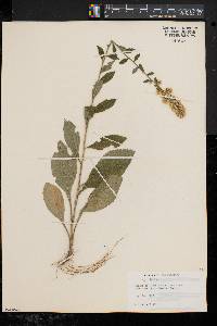 Solidago bicolor image