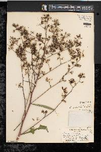 Lactuca floridana image