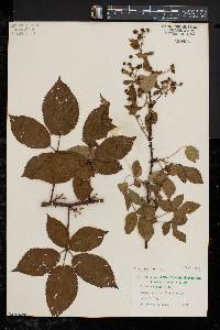 Rubus ursinus image