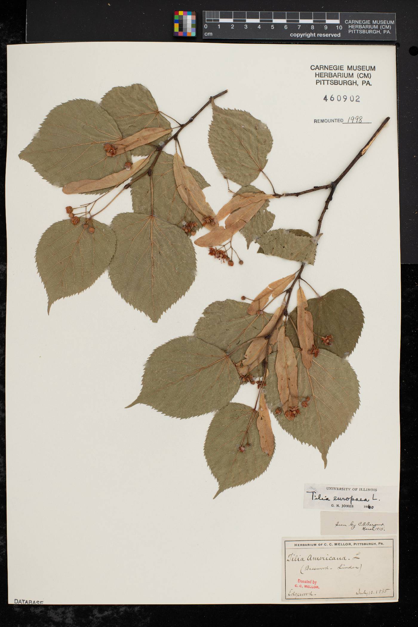 Tilia × europaea image